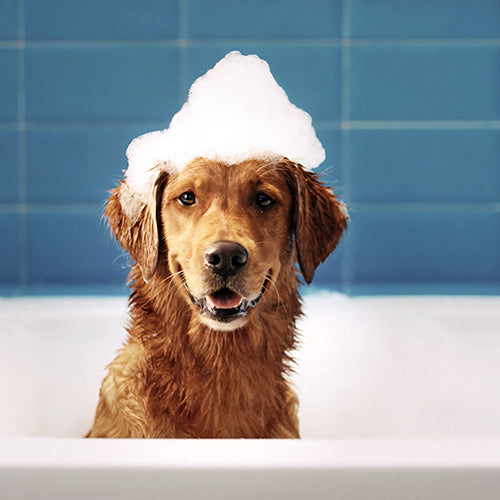 Douxo Spa Champú y Acondicionador 2 en 1 para Perros 250ml