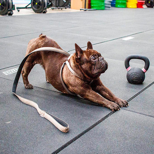 Ferplast Cricket Matic G15 Correa para Perros Azul/Blanco 120cm 61g