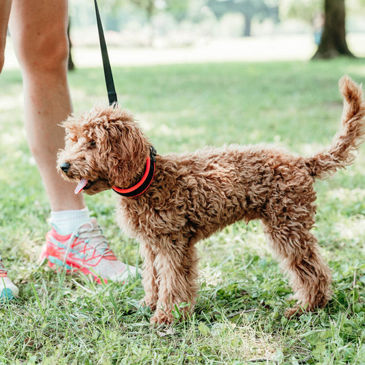 Ferplast Collar Ergofluo C25 1 ud