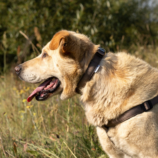 Ferplast Collar Daytona C15 Nylon Azul 27-35cm