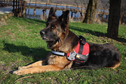 Ferplast Hercules P XXL Arnés para Perros Negro 1 ud