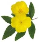 Pranarom Onagra Bio 50 ml