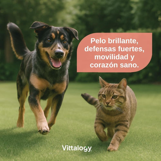 Vittalogy Aceite de Salmón para Perros y Gatos Duplo 2x500ml