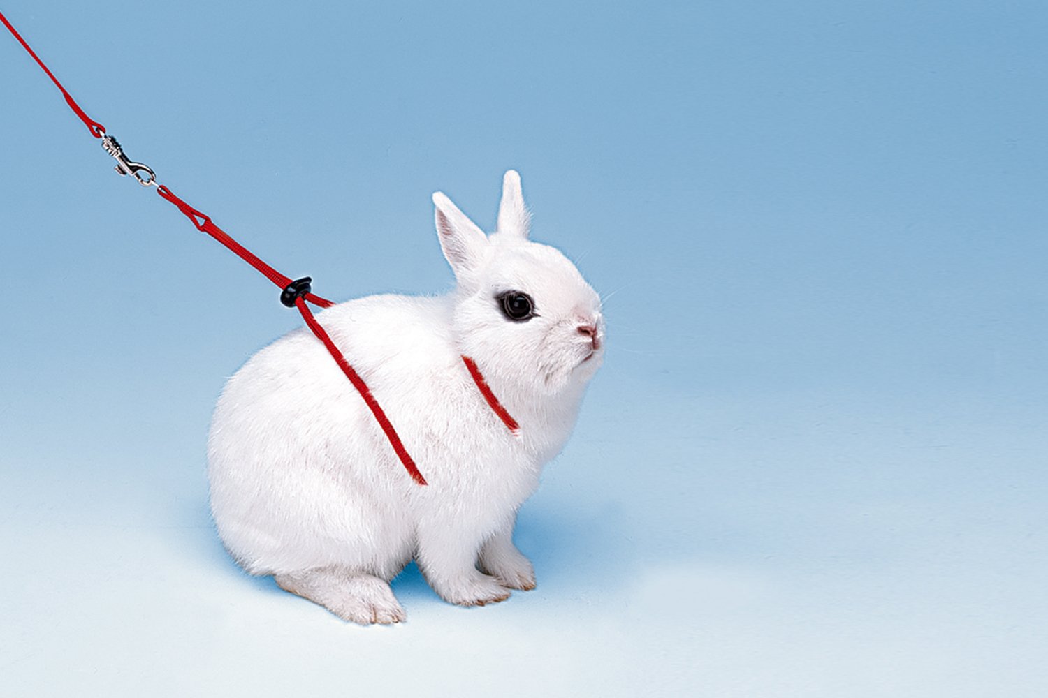 Ferplast Arnés Ajustable Conejo Nylon Rojo 120cm