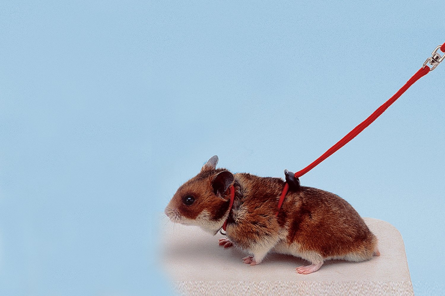 Ferplast Arnes Ajustable Hámster Rojo 1 ud 300g