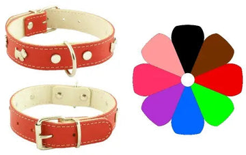 Youpet C. Mountain Westy Piel Oro Collar 1 ud